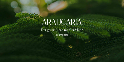 Araucaria Heterophylla: Elegante Höhe mit Charakter