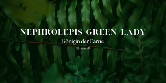 Nephrolepis Green Lady: Wenn Anmut auf Pflegeleichtigkeit trifft