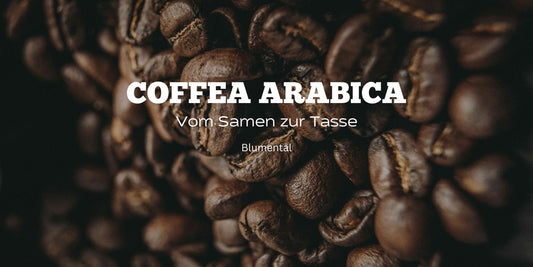 Die Coffea Arabica PFlanze: Herkunft, Pfege und ihre Bedeutung für die Kaffeekultur