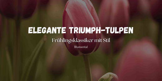 Elegante Triumph-Tulpen