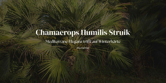 Mediterraner Charme: Eine Palme für alle Jahreszeiten