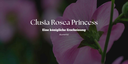Die Rosenprinzessin: Eleganz trifft auf Romantik