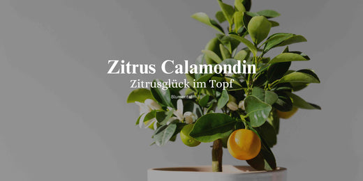 Zitrus Calamondin: Die exotische Frucht für dein Zuhause
