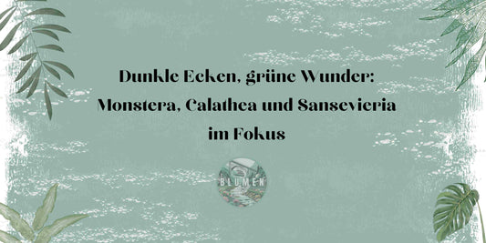 Die besten Schattenpflanzen für dunkle Räume