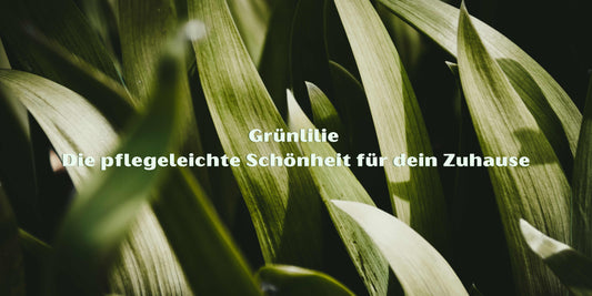 Grünlilie: Die pflegeleichte Luftreinigerin für Ihr Zuhause