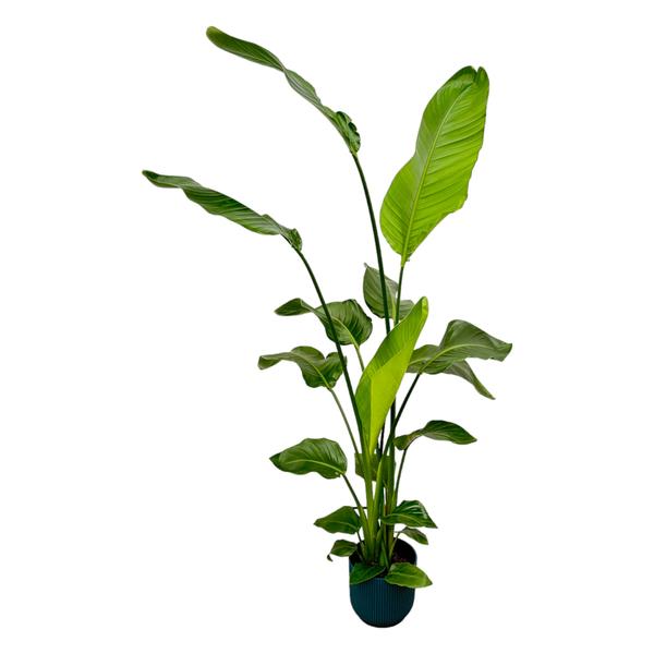 Strelitzia Nicolai mit Topf Blau - 130 cm - Ø18