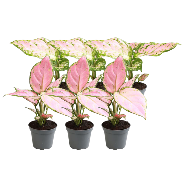 Ein produktbilder der Aglaonema Mix im 6-er Set