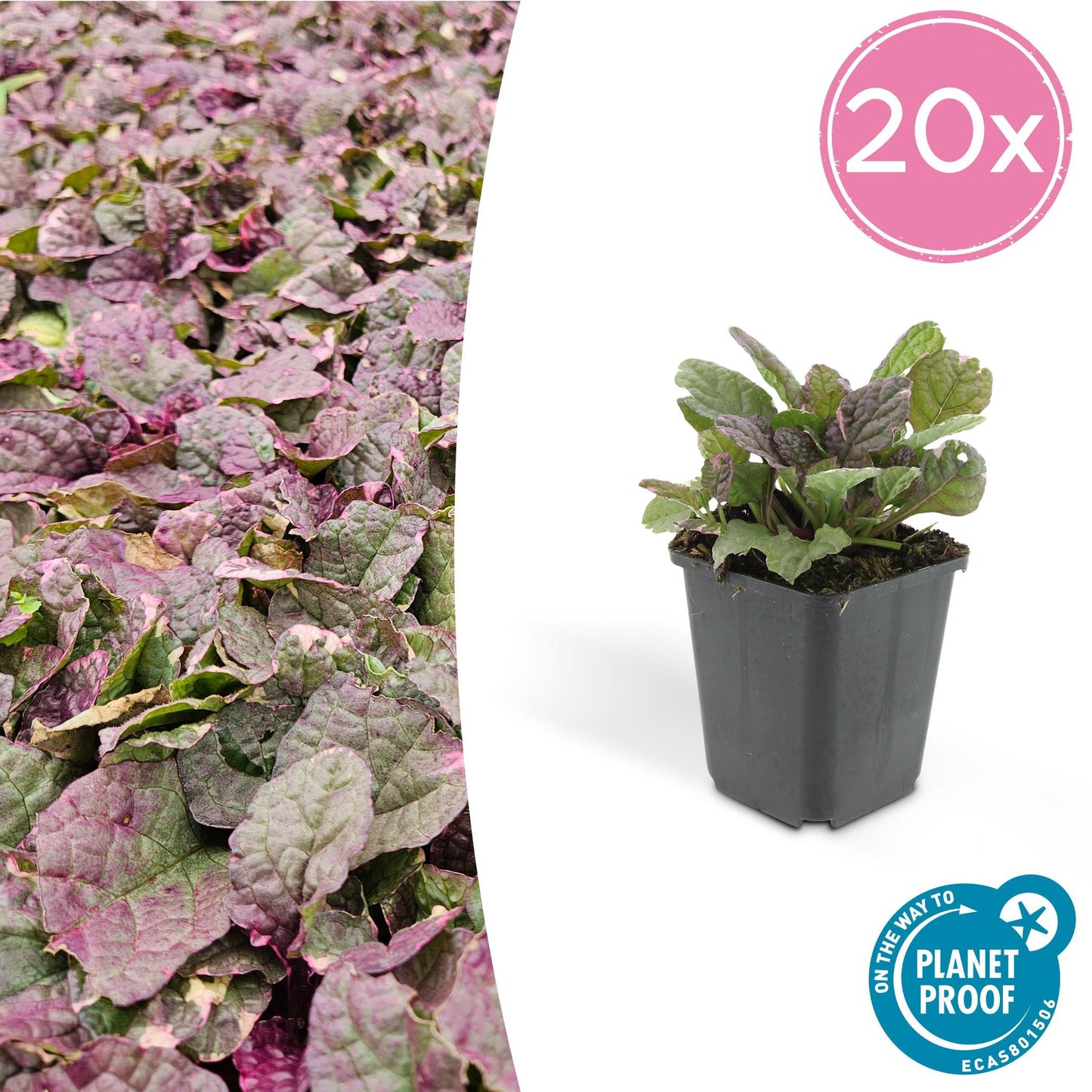 Ajuga reptans 'Burgundy Glow' mit rot-violetten Blättern - Bodendeckerpflanze für Garten und Balkon