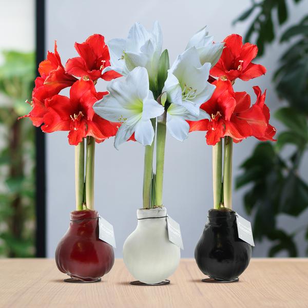 Ohne Wasser Blumen (wax amaryllis) XMAS Mix -3er set + Rote und Weiß Blumen
