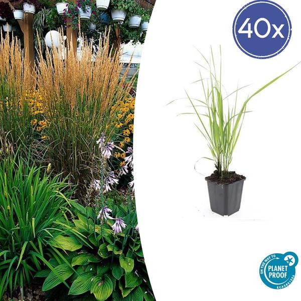 Calamagrostis acut. 'Karl Foerster' - ↕10-25cm - Ø9cm - 40x