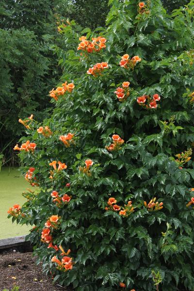 Dichter Busch aus Campsis Indian Summer Pflanzen