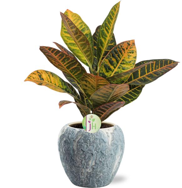 Codiaeum Petra - Ø17cm - ↕45cm + Topf - Grau Weiß