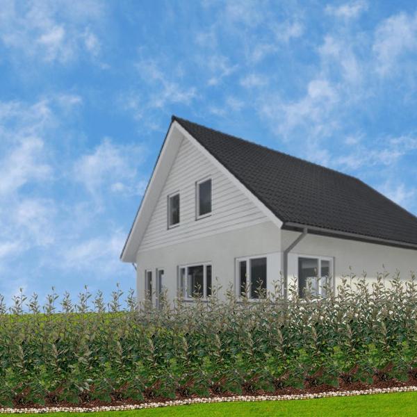Haus mit einer Hecke aus Großen Ölweiden