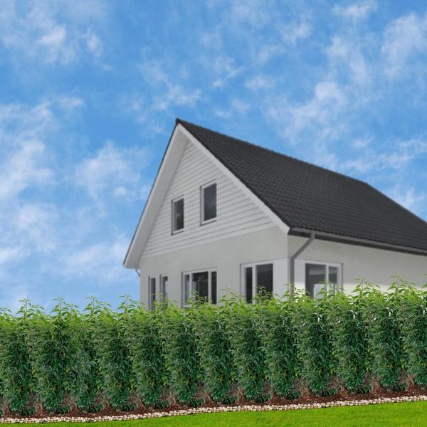 Haus mit einer Hecke aus Portugiesischen Kirschlorbeer Pflanzen