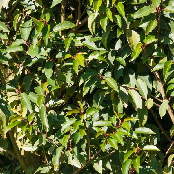 Dichte Hecke aus Portugiesischen Kirschlorbeer Pflanzen