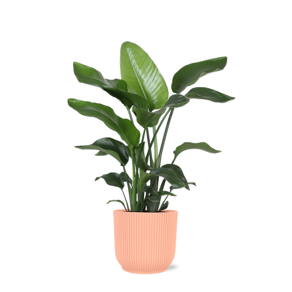 Strelitzia Nicolai - Ø21cm - ↕80cm in Topf Rosa