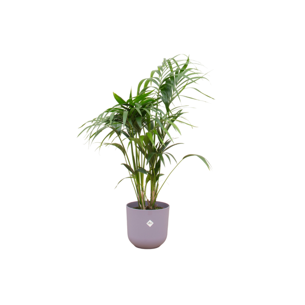 Kentia palme + Topf lila Ø26 - 130 cm