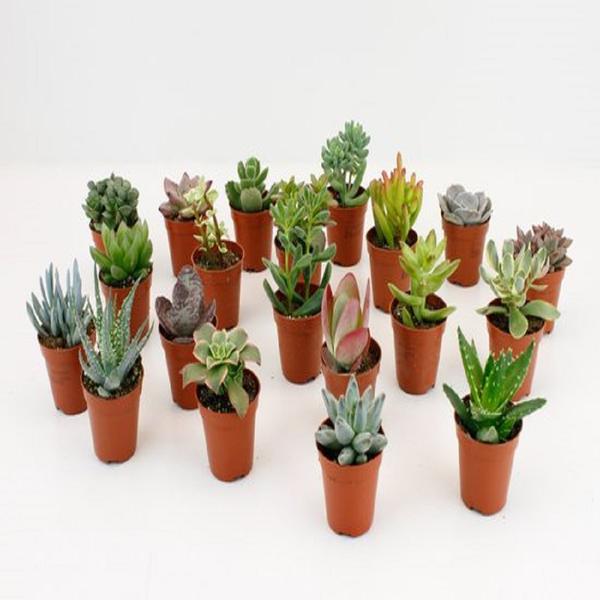 Diese kleinen Pflanzen im 5,5 cm Topf sind ideal für Dekorationsprojekte und die Anzucht. Mit einer kompakten Größe von 5,5 cm eignen sie sich hervorragend für kleinere Räume oder kreative DIY-Projekte.