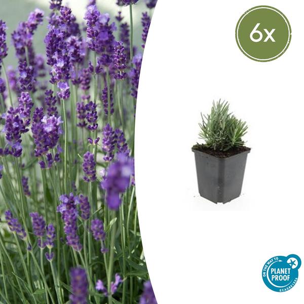 Lavandula angustifolia 'Dwarf Blue' - Kompakte Lavendelpflanze mit blauen Blüten