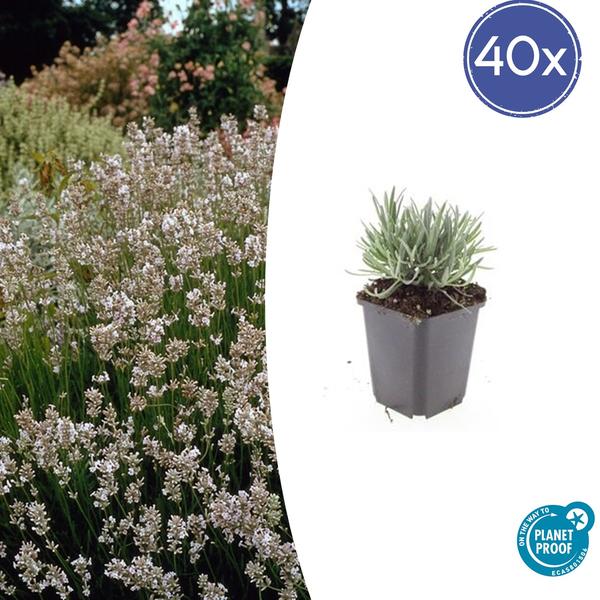 Lavandula int. 'Edelweiss' Lavendelpflanze mit weißen Blüten für sonnige Gartenbeete und Töpfe