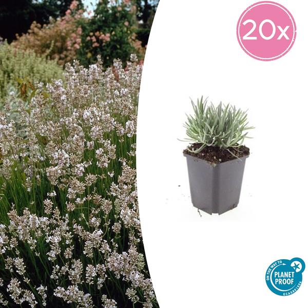 Lavandula int. 'Edelweiss' Lavendelpflanze mit weißen Blüten für sonnige Gartenbeete und Töpfe