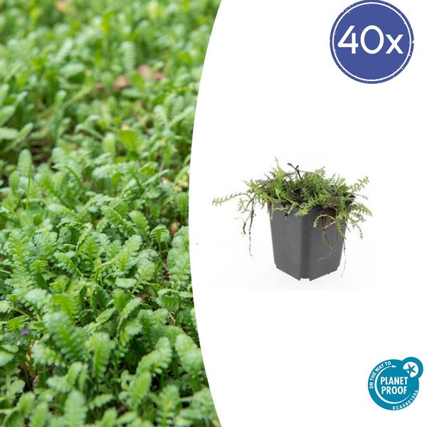 Leptinella squalida im Ø9 cm Topf, Bodendecker für schattige Bereiche im Garten