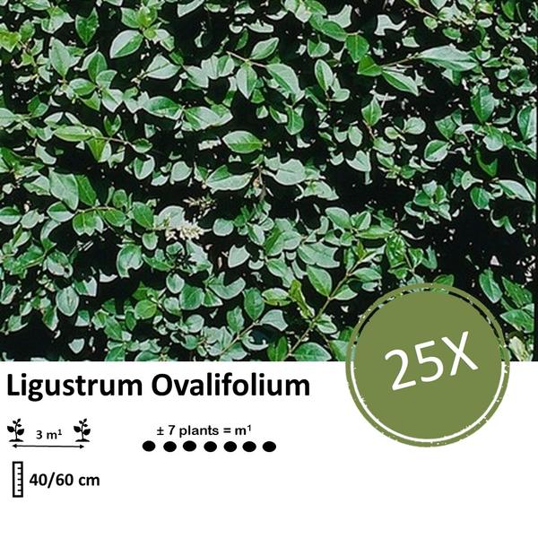 Ligustrum Ovalifolium - Wurzelnackt - 40/60 cm - 25 Pflanzen für kompakte Hecken