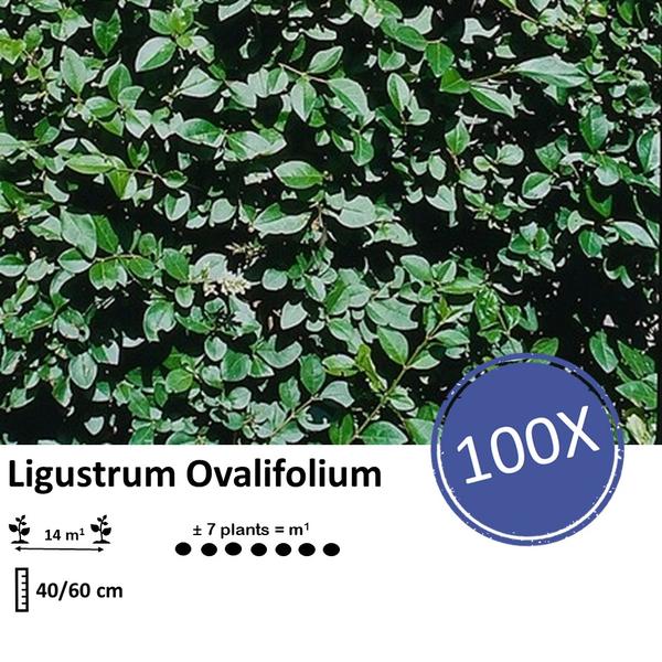 Ligustrum Ovalifolium - Wurzelnakt - 40/60 cm - 100 Pflanzen für Hecken