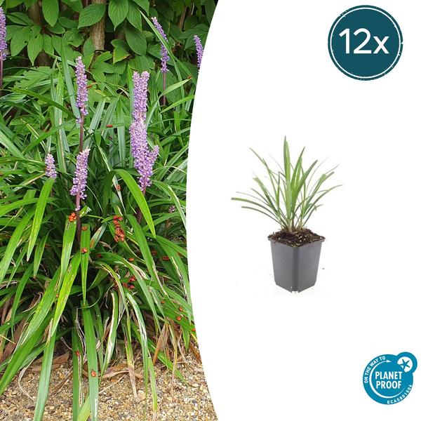 Liriope muscari 'Ingwersen' in einem 9 cm Topf, Höhe 10-25 cm, 12 Pflanzen