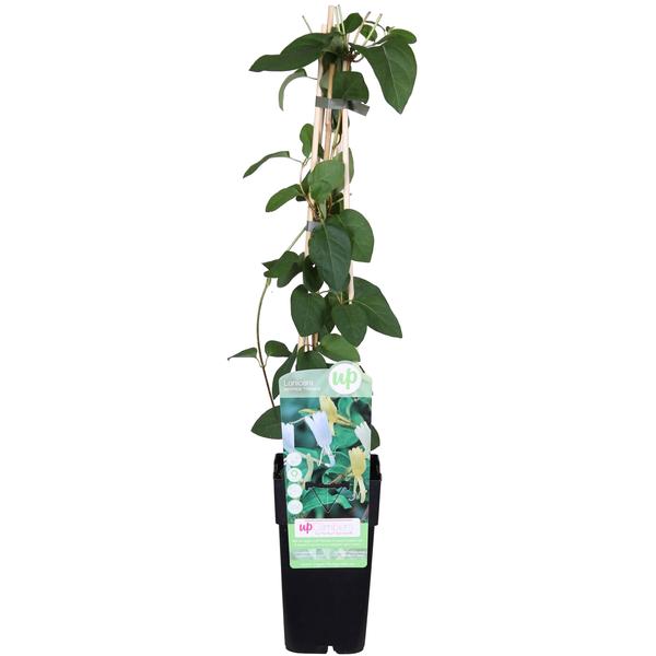 Blühende Lonicera japonica 'Halliana' mit duftenden Blüten