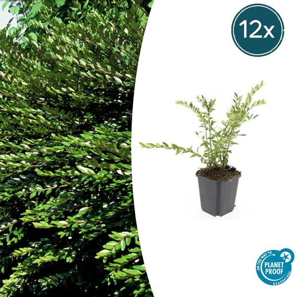 Lonicera pileata 'Purple Pearl' ist eine immergrüne Pflanze mit einer attraktiven purpurroten Färbung, ideal als Bodendecker oder für kleinere dekorative Pflanzenarrangements. Sie hat eine Höhe von 10-25 cm und einen Durchmesser von 9 cm, erhältlich in einer Packung mit 12 Stück.