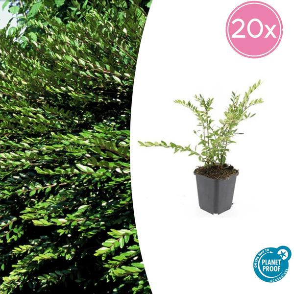 Lonicera pileata 'Purple Pearl' Pflanze mit frischem grünen Laub und lila Blüten, ideal für Frühling und Sommergärten, wächst schnell und ist pflegeleicht."