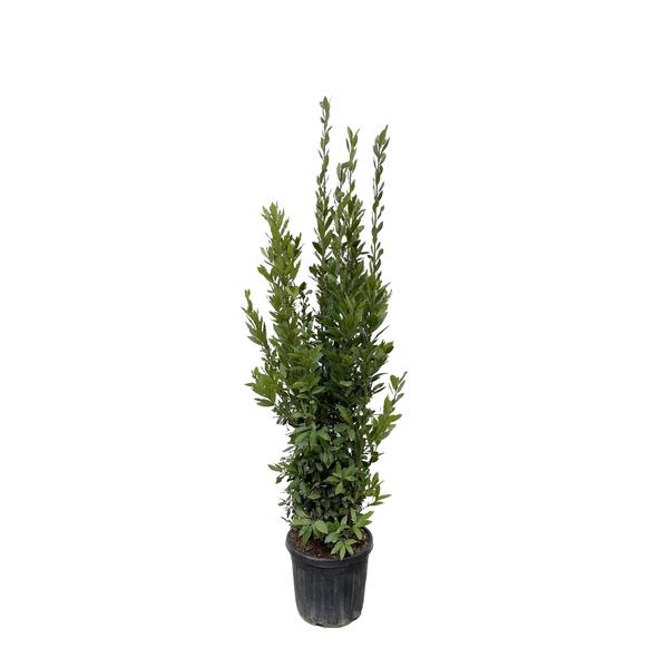Lorbeerbaum für Garten und Terrasse - Immergrün und pflegeleicht