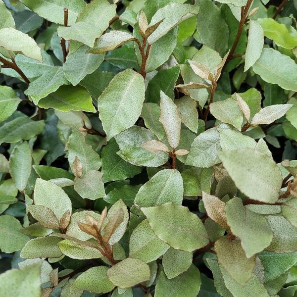 Nahaufnahme der Blätter und Blüten der Großen Ölweide