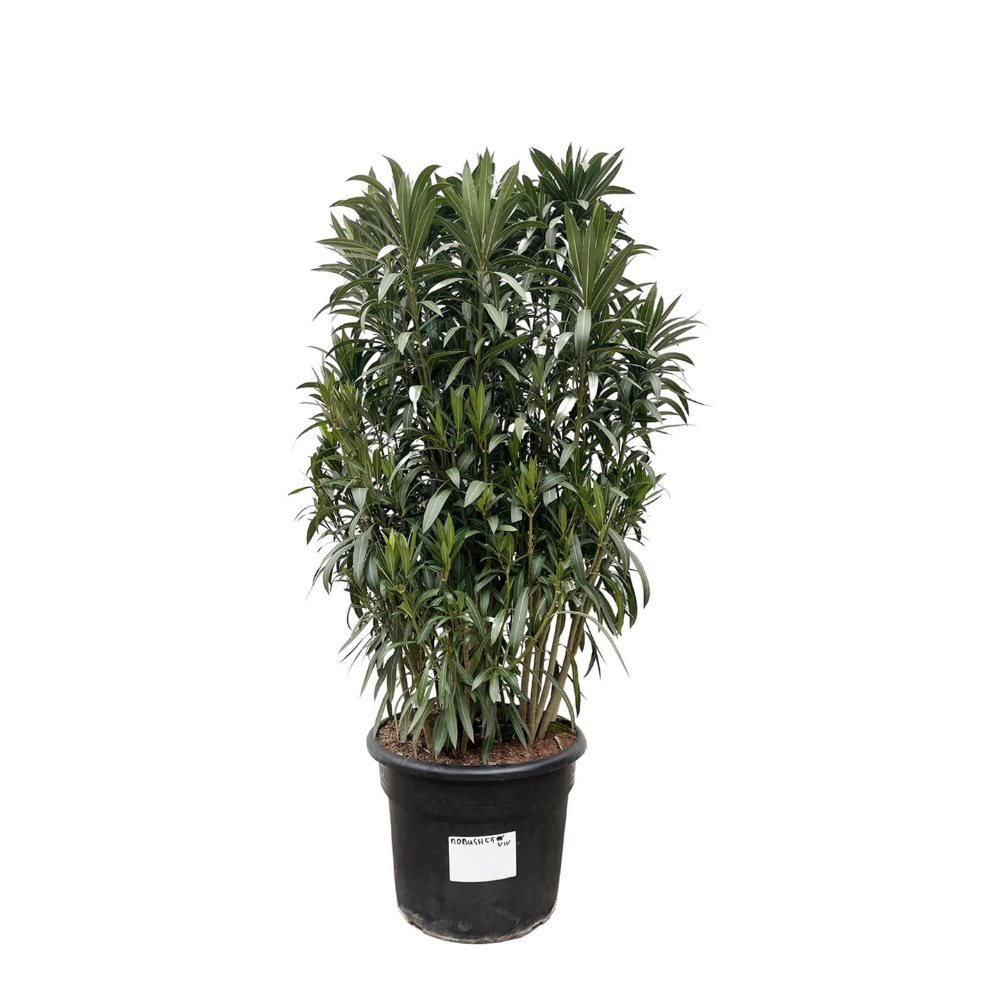 Nerium Oleanderstrauch – Majestätischer Oleander für große Außenbereiche (190 cm Höhe, Ø 55 cm)