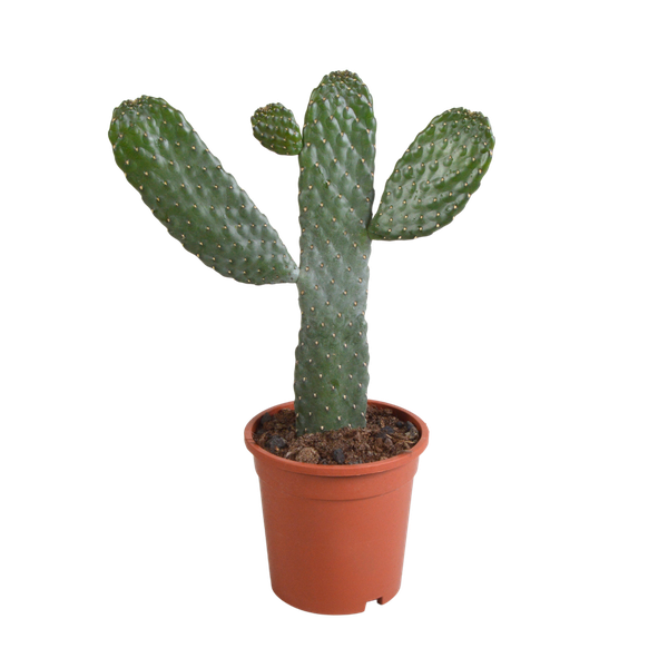 Opuntia consulae - Micky Mouse Kaktus - 17cm - ohne Topf