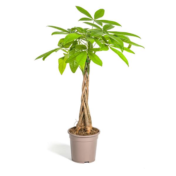 Pachira Aquatica 80cm - Glücksbaum mit geflochtenem Stamm
