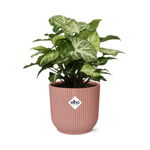 Syngonium in Topf 14cm Rosa