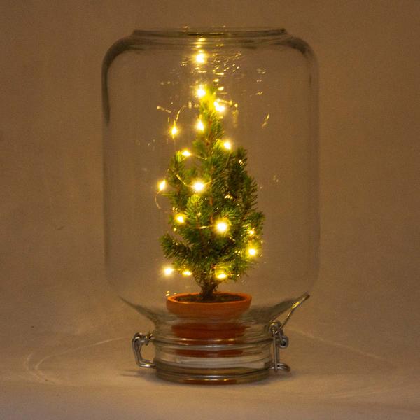 Pflegeleicht Pflanze - Ficus Christmas