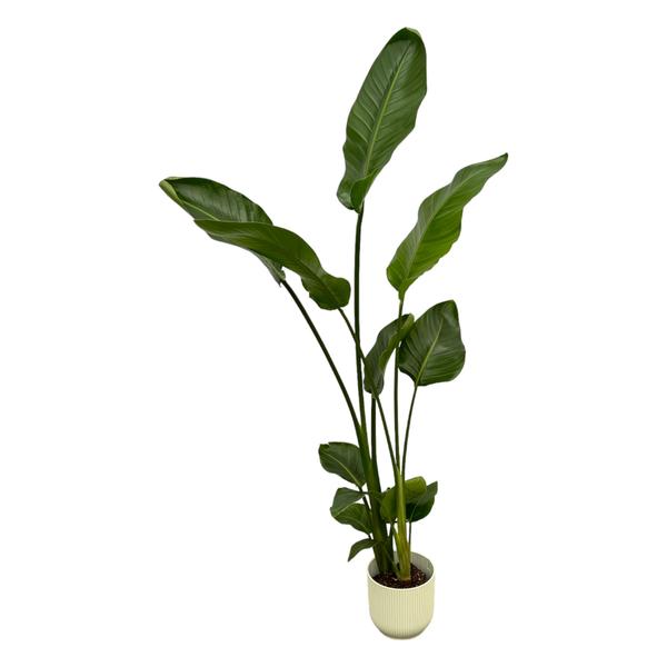 Größe von 100 cm, eleganter Top, tropisches Aussehen
