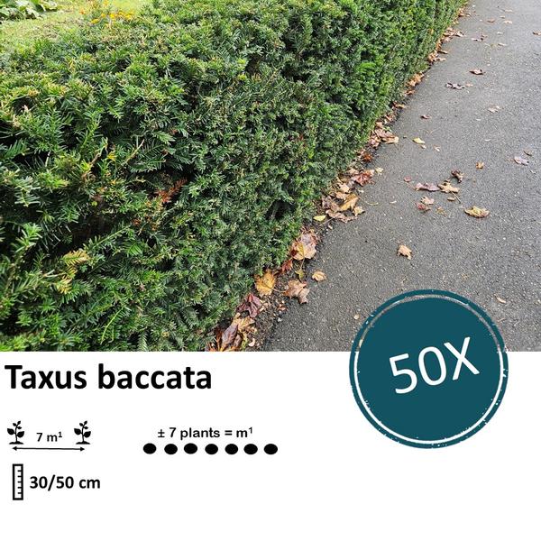Taxus baccata - ↕30-50cm - Wurzelnakt - 50x
