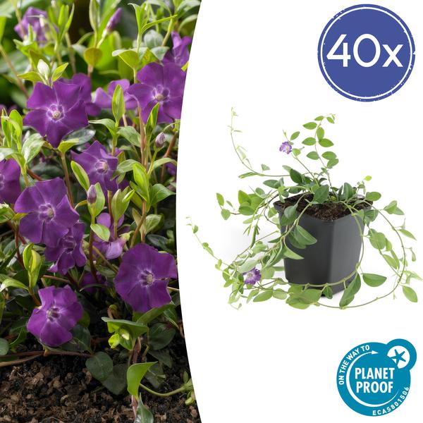 Vinca minor Atropurpurea