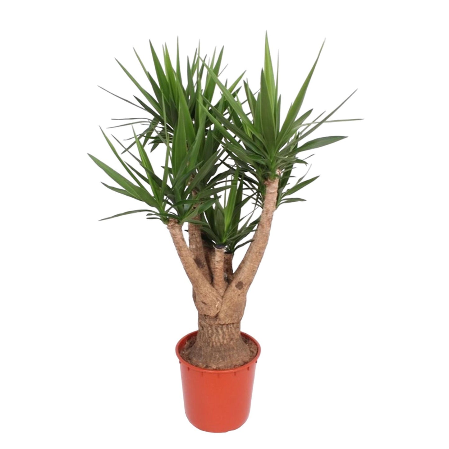 Yucca Elephantipes vertakte Zimmerpflanze im Topf Ø34 cm, 160 cm hoch, pflegeleicht und dekorativ