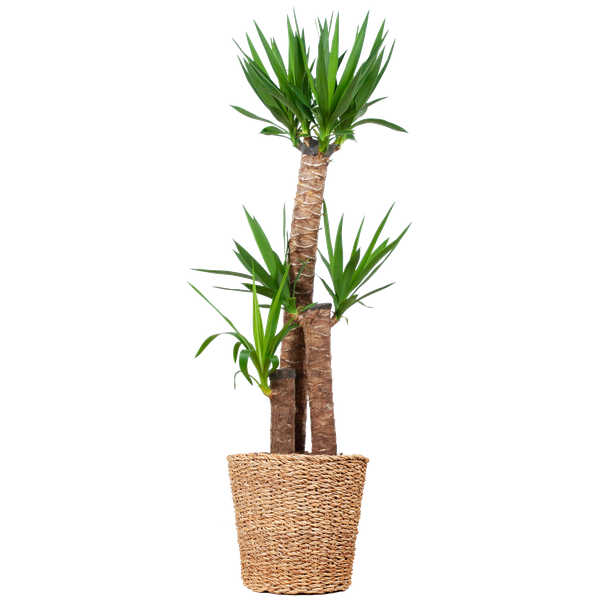 Yucca XL Zimmerpflanze mit Torun-Korb, Höhe 125 cm, Ø24 cm Übertopf, pflegeleicht und dekorativ