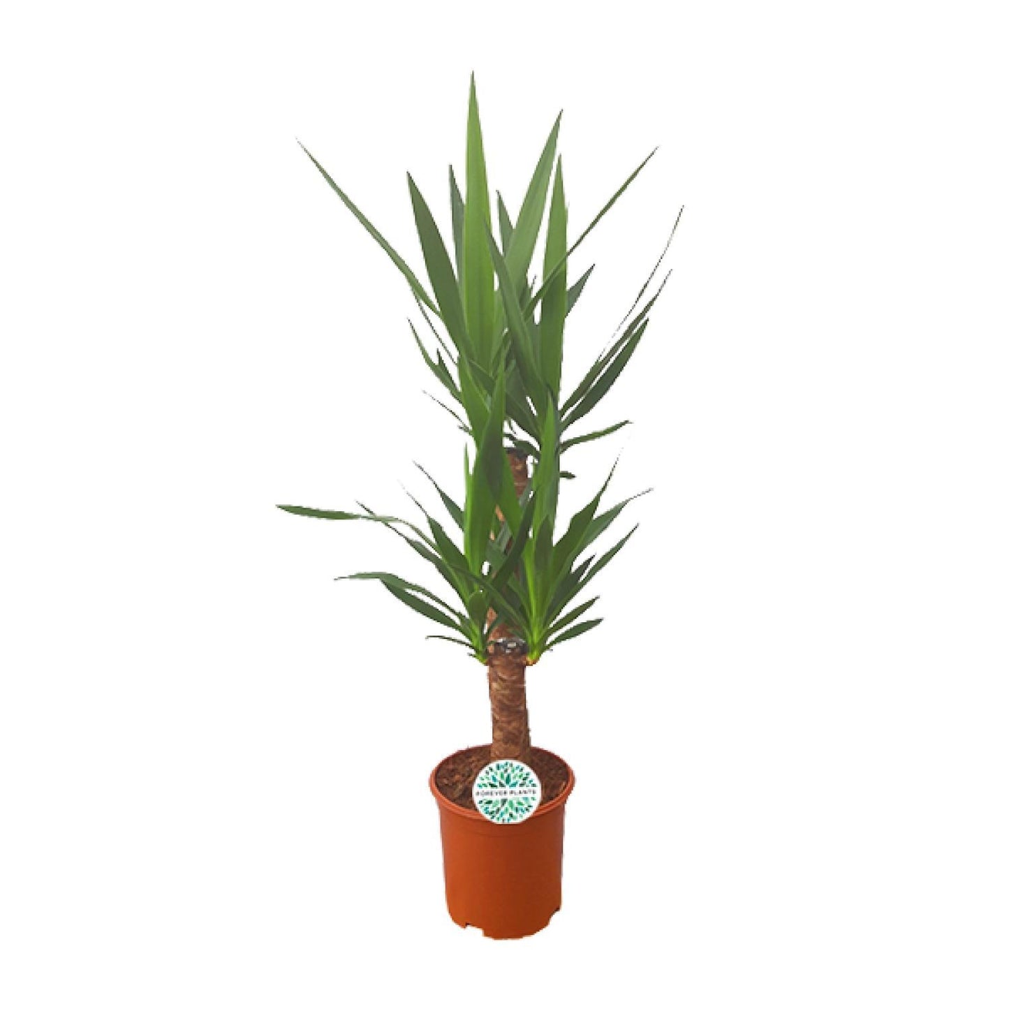 Yucca Zimmerpflanze im 21 cm Topf, Höhe 90 cm, pflegeleicht und ideal für Wohn- und Arbeitsräume
