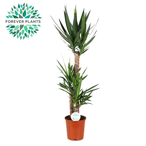 Yucca Zimmerpflanze im 24 cm Topf, Höhe 125 cm, pflegeleicht und ideal für Wohn- und Arbeitsräume