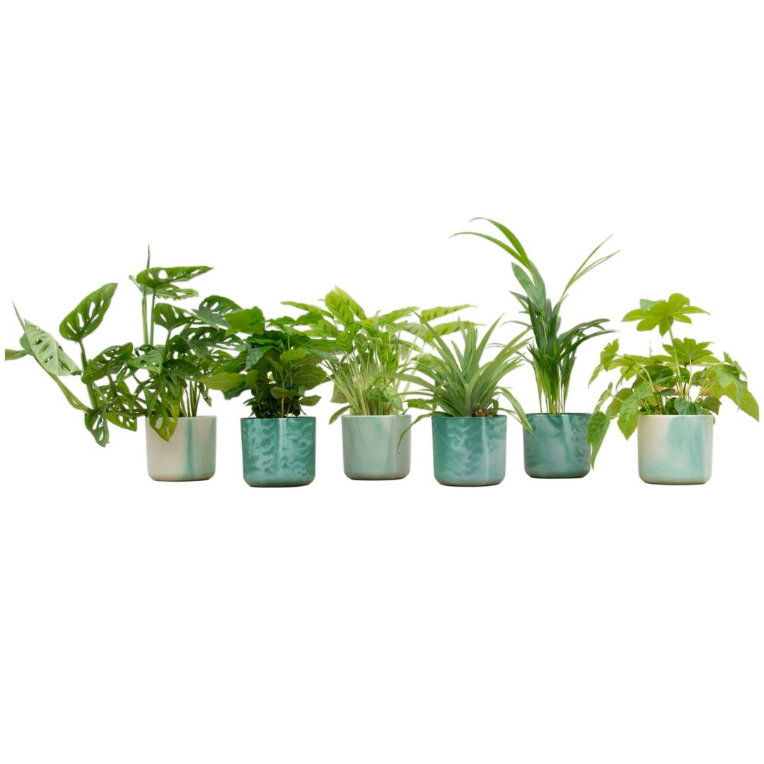 Überraschungsbox - 6 Pflanzen, mit Topf Ø14 Grün