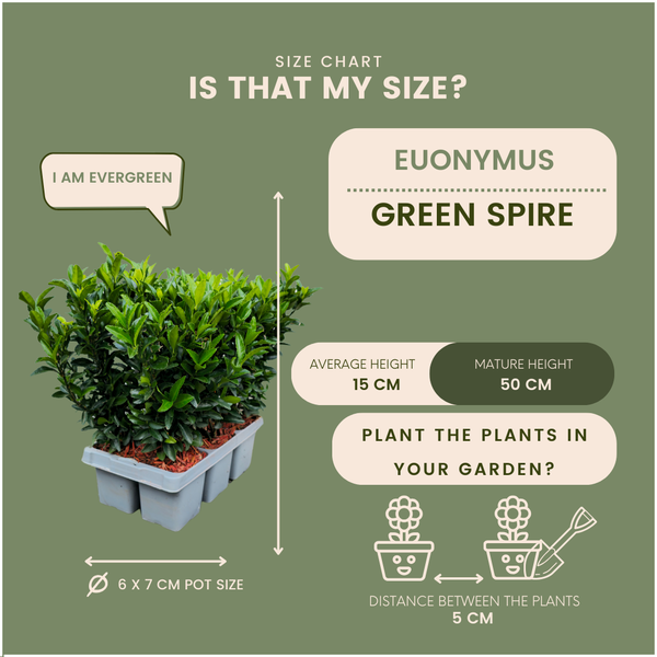 Euonymus japonicus Green Spire im Vergleich mit einem Lineal – Höhe von 15 cm.