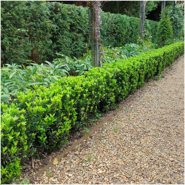 Euonymus japonicus Green Spire als dichte, grüne Hecke in einem Garten.