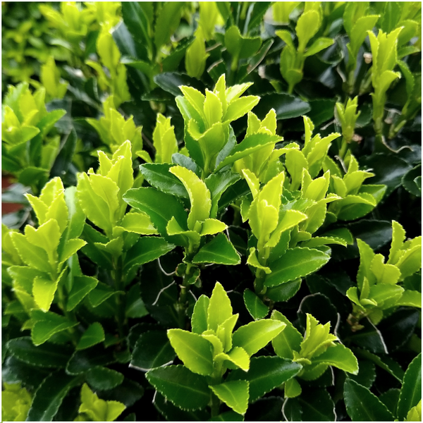 Nahaufnahme der glänzenden, tiefgrünen Blätter von Euonymus japonicus Green Spire.